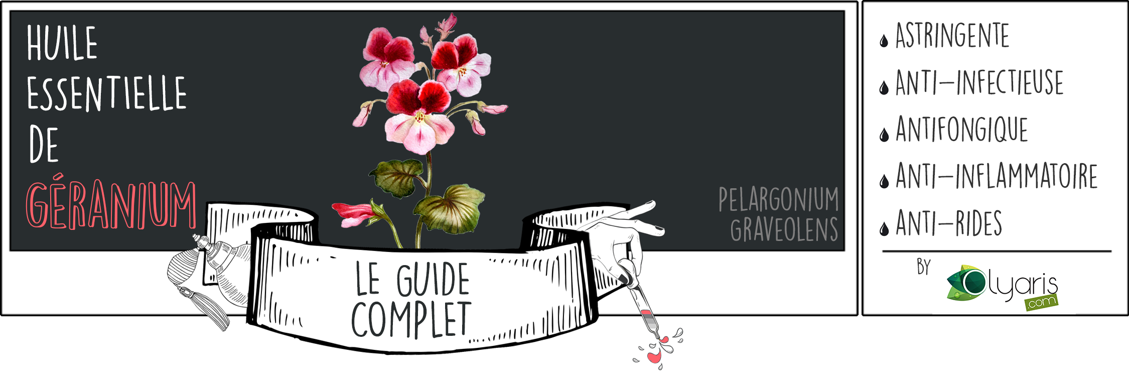 Huile Essentielle de Geranium : Le Guide Complet par Olyaris